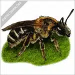 Bull-headed Furrow Bee stock image