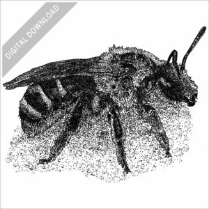 Bull-headed Furrow Bee stock image