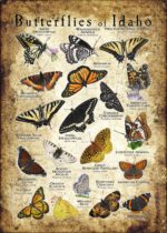 Butterflies of Idaho poster print