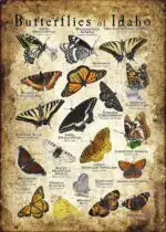 Butterflies of Idaho poster print