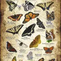 Butterflies of Idaho poster print