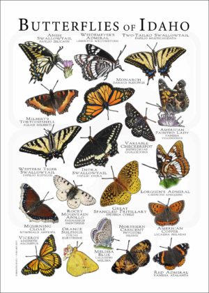 Butterflies of Idaho poster print