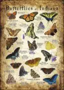 Butterflies of Indiana poster print