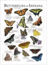 Butterflies of Indiana poster print