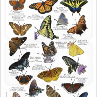 Butterflies of Indiana poster print
