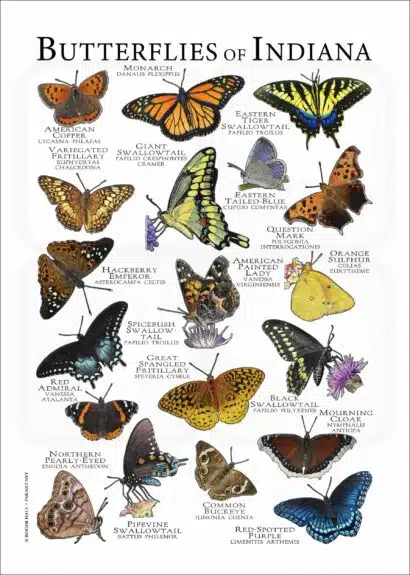 Butterflies of Indiana poster print