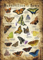 Butterflies of Iowa poster print