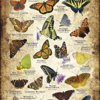 Butterflies of Iowa poster print