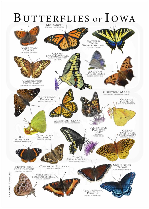 Butterflies of Iowa poster print