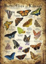 Butterflies of Kansas poster print