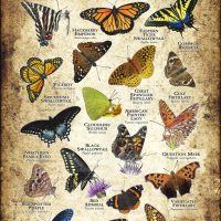 Butterflies of Kansas poster print