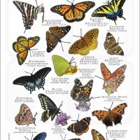 Butterflies of Kansas poster print