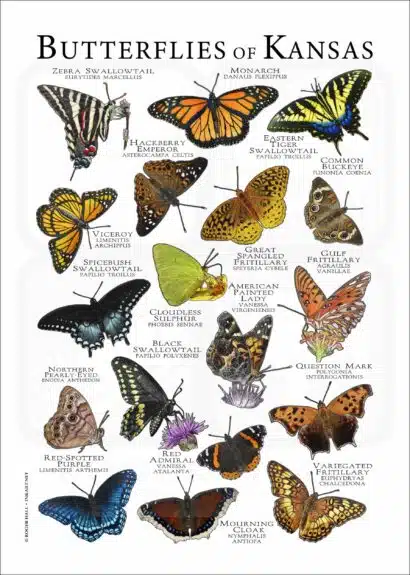 Butterflies of Kansas poster print