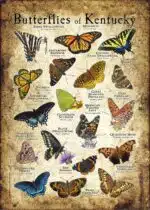 Butterflies of Kentucky poster print