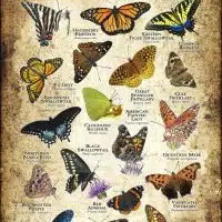 Butterflies of Kentucky poster print