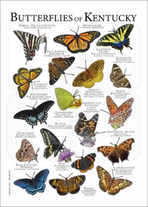 Butterflies of Kentucky poster print