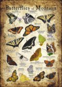 Butterflies of Montana poster print