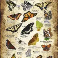 Butterflies of Montana poster print