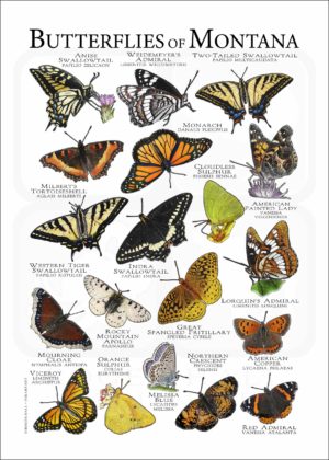 Butterflies of Montana poster print