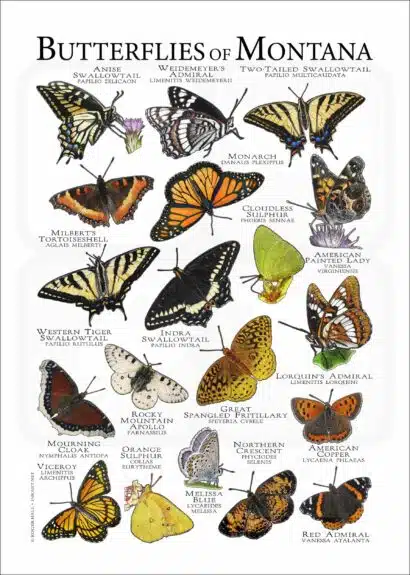 Butterflies of Montana poster print