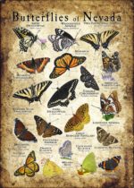 Butterflies of Nevada poster print