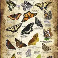 Butterflies of Nevada poster print