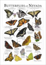 Butterflies of Nevada poster print