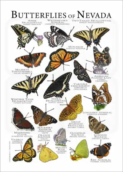 Butterflies of Nevada poster print