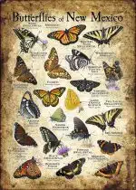 Butterflies of New Mexico poster print