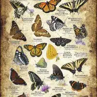 Butterflies of New Mexico poster print