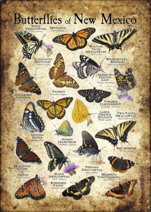 Butterflies of New Mexico poster print