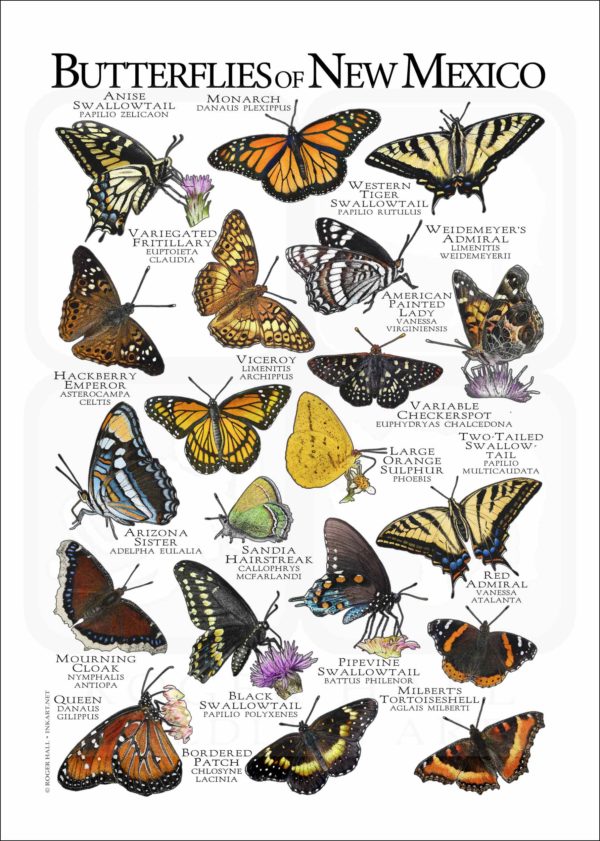 Butterflies of New Mexico poster print