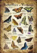 Butterflies of Vermont poster print