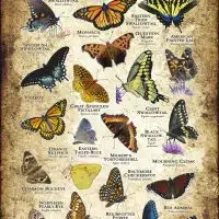Butterflies of Vermont poster print
