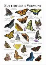 Butterflies of Vermont poster print