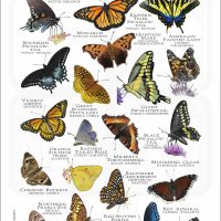 Butterflies of Vermont poster print