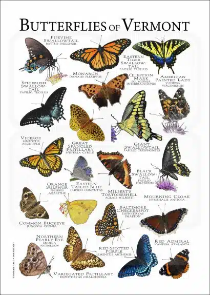 Butterflies of Vermont poster print
