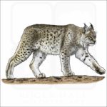 Canadian Lynx illustration
