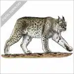 Canadian Lynx stock image