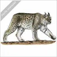 Canadian Lynx stock image
