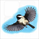 Carolina Chickadee illustration