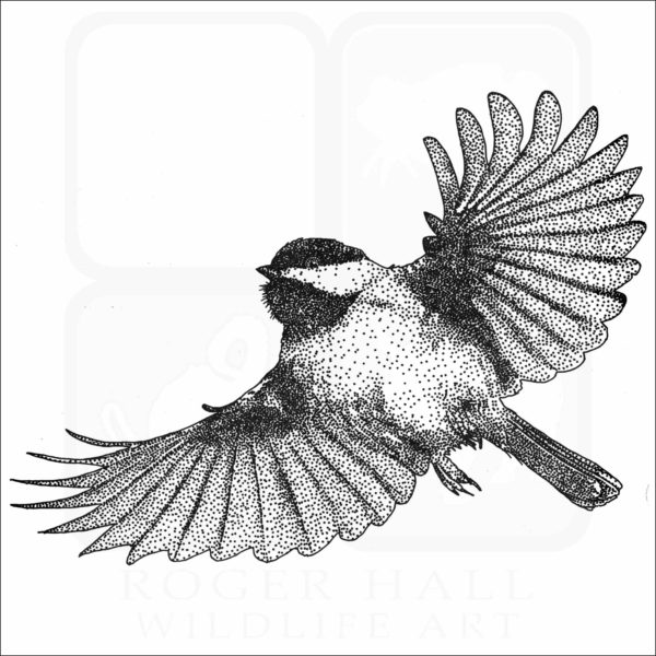 Carolina Chickadee illustration