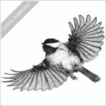 Carolina Chickadee stock image