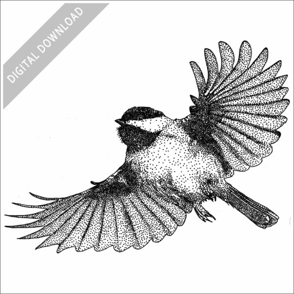 Carolina Chickadee stock image