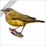 Connecticut Warbler illustration