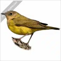 Connecticut Warbler illustration