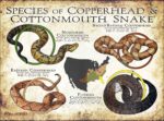 Copperheads & Cottonmouths poster print