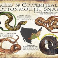 Copperheads & Cottonmouths poster print
