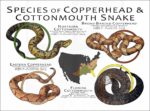 Copperheads & Cottonmouths poster print
