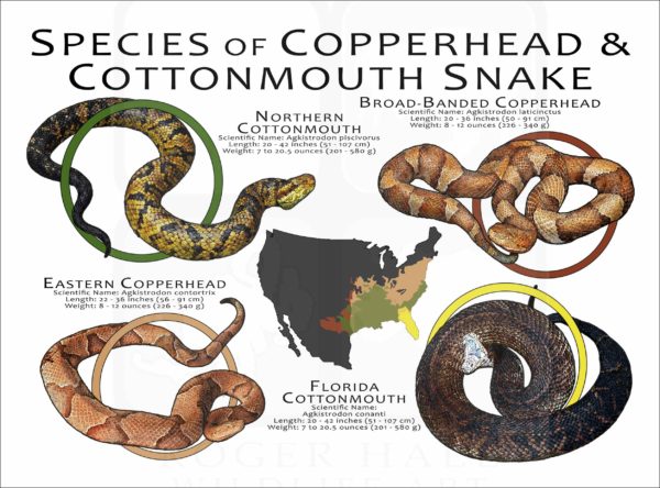 Copperheads & Cottonmouths poster print